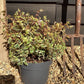 Abelia Tricolor Charm - 45-55cm, 5lt