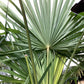 Trachycarpus fortunei | Windmill palm - 180-220cm, 70lt