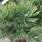 Pinus Mugo La Cabana | La Cabana Mugo Pine - Height 75cm - Width 50-60cm - 15