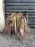 Phormium Jester | New Zealand Flax ‘Jester’ - 90-120cm, 10lt