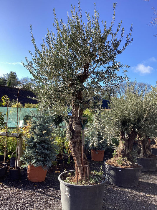 Olive Tree | Olea Europea 1/2 Standard - 270-280cm, 230lt