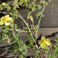 Potentilla fruticosa  'Elizabeth' | Buttercup shrub - 10-20cm, 5lt