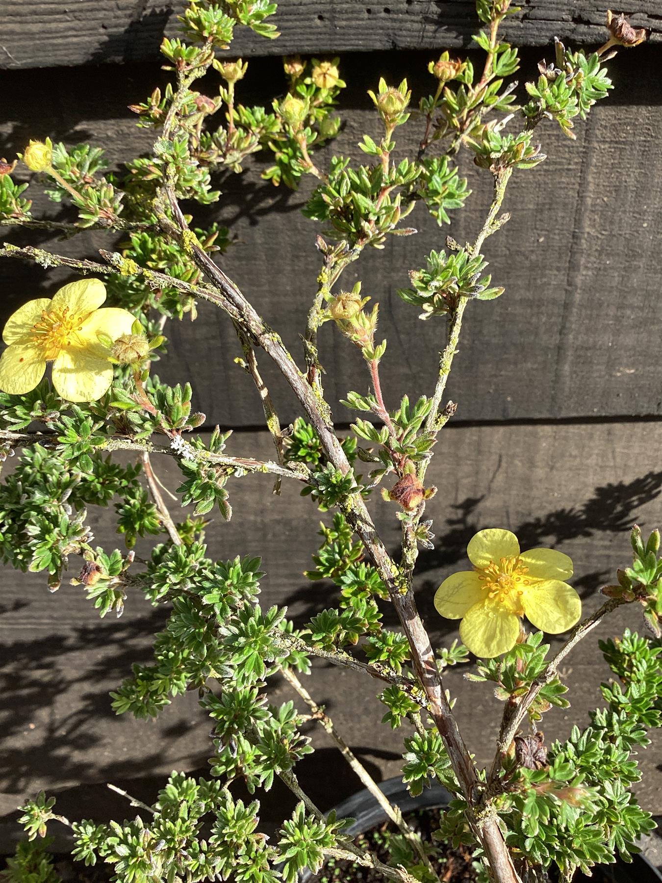 Potentilla fruticosa  'Elizabeth' | Buttercup shrub - 10-20cm, 5lt