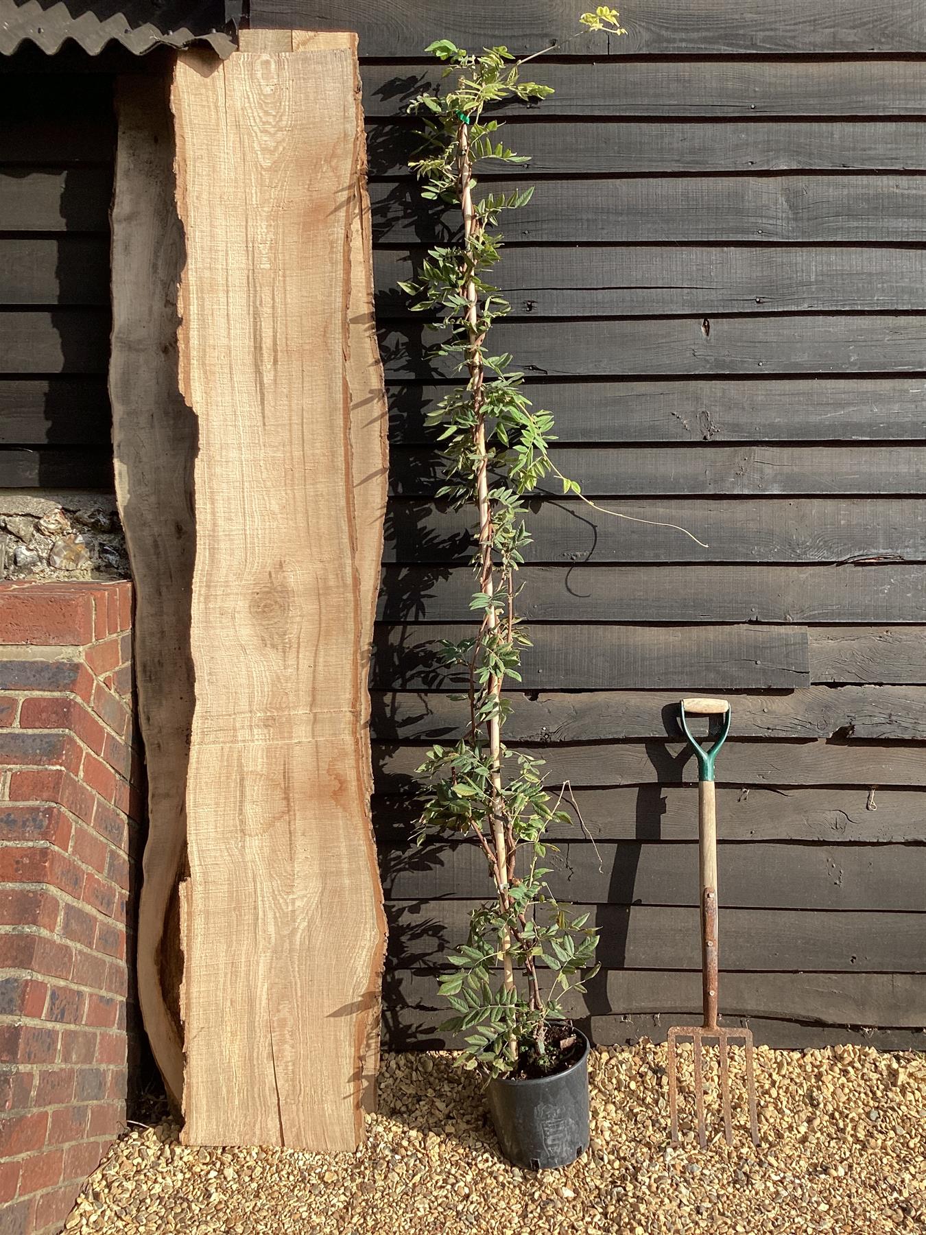 Wisteria sinensis | Chinese wisteria - Cane - 220cm, 10lt