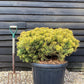 Pinus mugo 'Carsten's Wintergold' - Height 100cm - Width 70-80cm - 80lt
