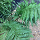 Dicksonia antarctica | Australian tree fern - 100-110cm, 10lt