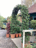 Trachelospermum jasminoides - Arch - 270-280cm, 55lt