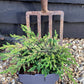 Juniperus communis 'Goldschatz' - 40-50cm, 2lt