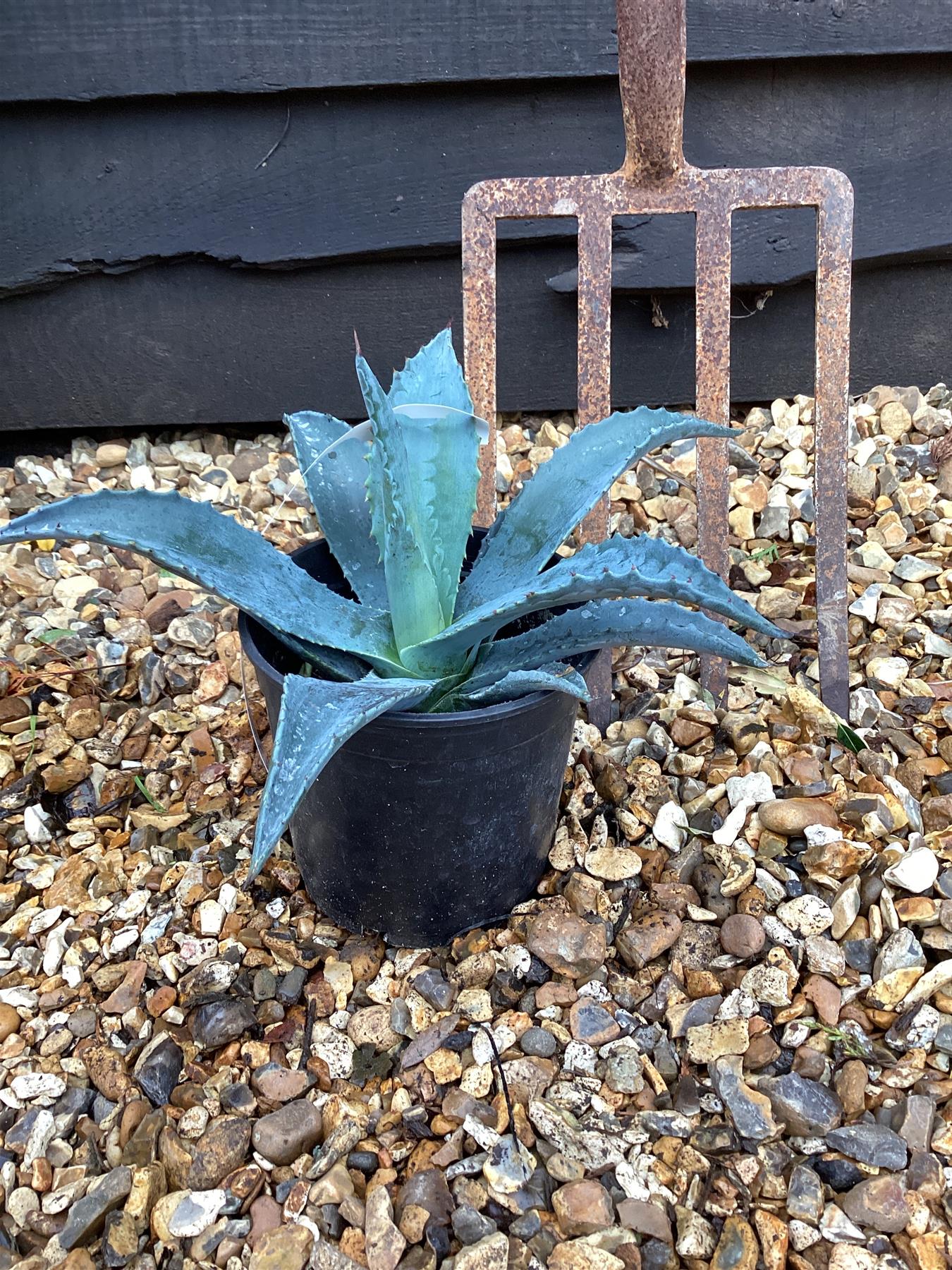 Agave Americana | Agave Century Plant - 10-15cm, 2lt