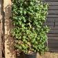 Liquidambar styraciflua | Sweet Gum Tree - Frame - 200-210cm, 55lt