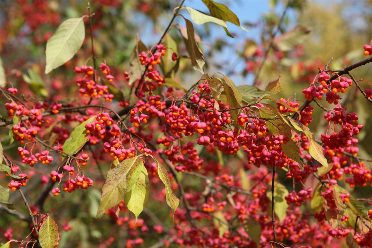 Euonymus Europaeus 'Red Cascade' | Spindle 'Red Cascade' - 250-280cm, 30lt