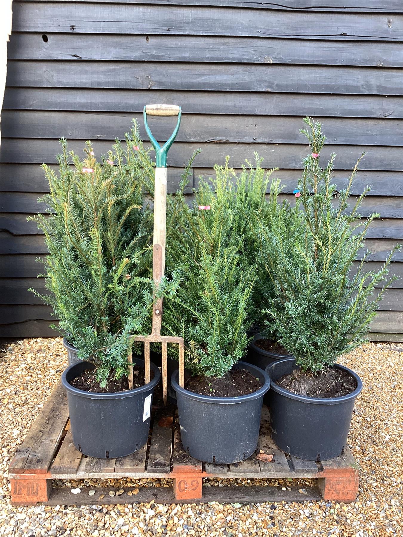 thuja brabant 60 80 cm Thuja occidentalis 'Smaragd' Konifere (Lebensbaum) | 60-80 cm Im Topf main image 0
