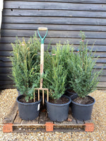 8 x Taxus baccata - 80-100cm - 20lt