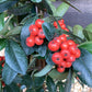 Pyracantha Mohave - 40-80cm, 10lt