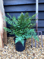 Dryopteris lepidopoda | Sunset Fern - 55-60cm, 5lt
