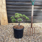 Pinus Marie Bregeon - Height 75cm - Width 35-40cm - 15lt