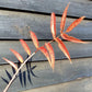 Sorbus commixta Olympic Flame | Scarlet Japanese Rowan - 200-250cm, 10lt