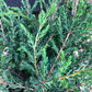 Juniperus communis 'Repanda' - 40-50cm, 2lt