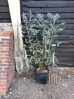 Eucalyptus Azura | Cider Gum Azura - Metal Frame - 150-160cm, 30lt