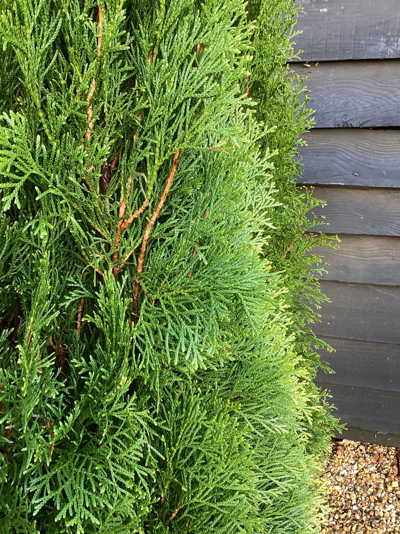 9 x Thuja occidentalis 'Smaragd' - 140-150cm - 20lt