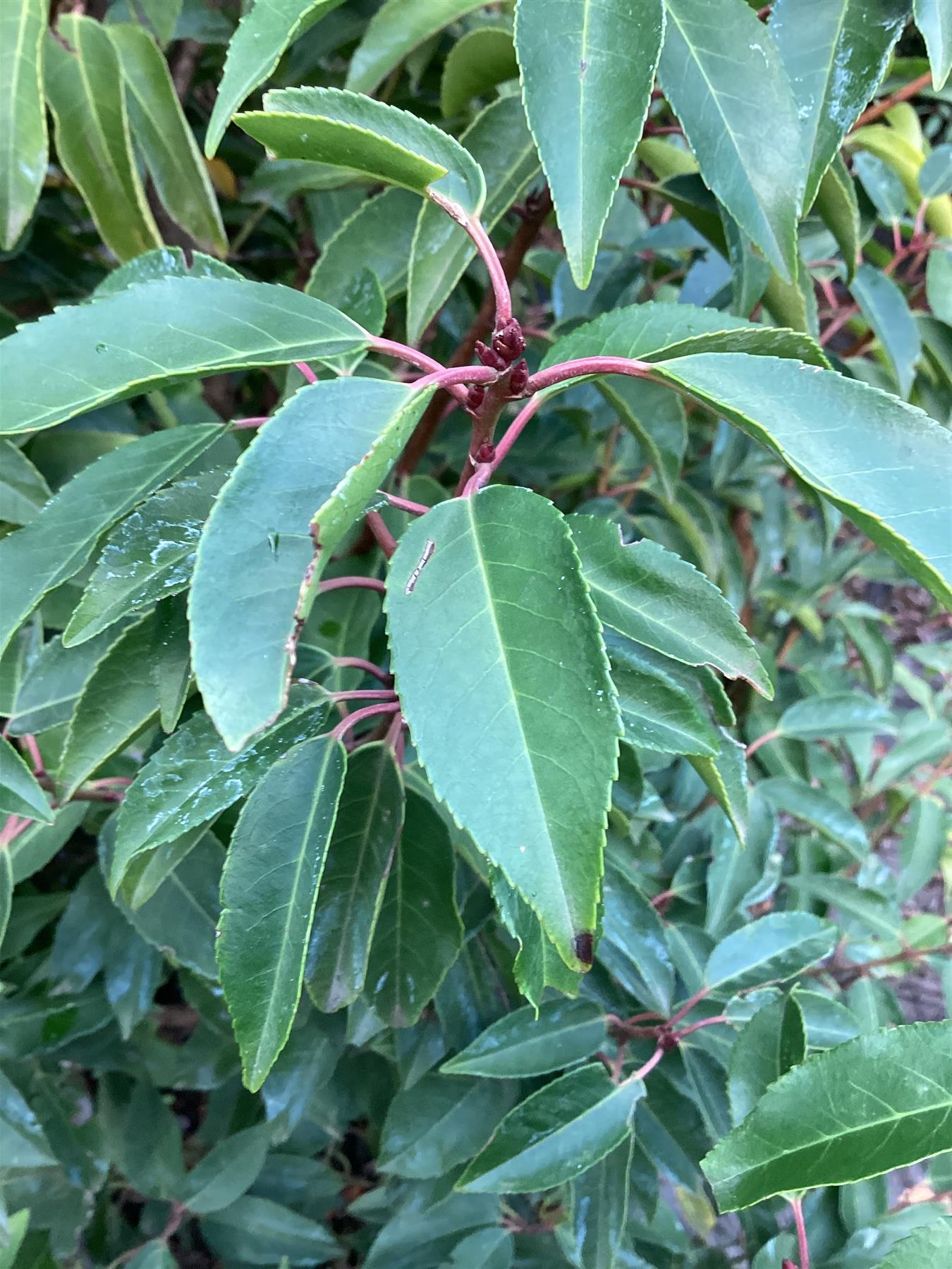 Prunus lusitanica 'Angustifolia' - Std - 250-300cm, 70lt