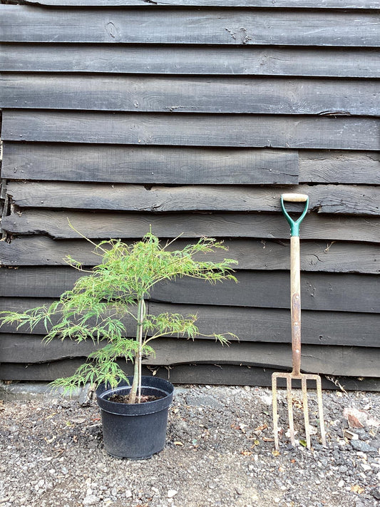 Acer dissectum | Weeping Japanese Maple - 100-150cm, 10lt