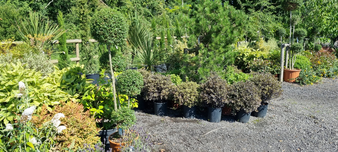 Evergreen trees and shrubs to consider
