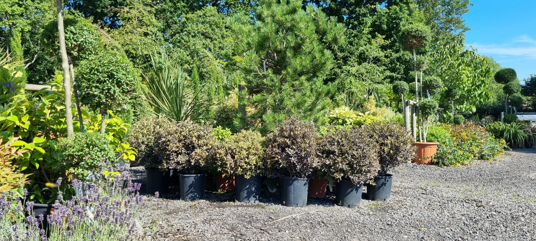 Evergreen plants to consider