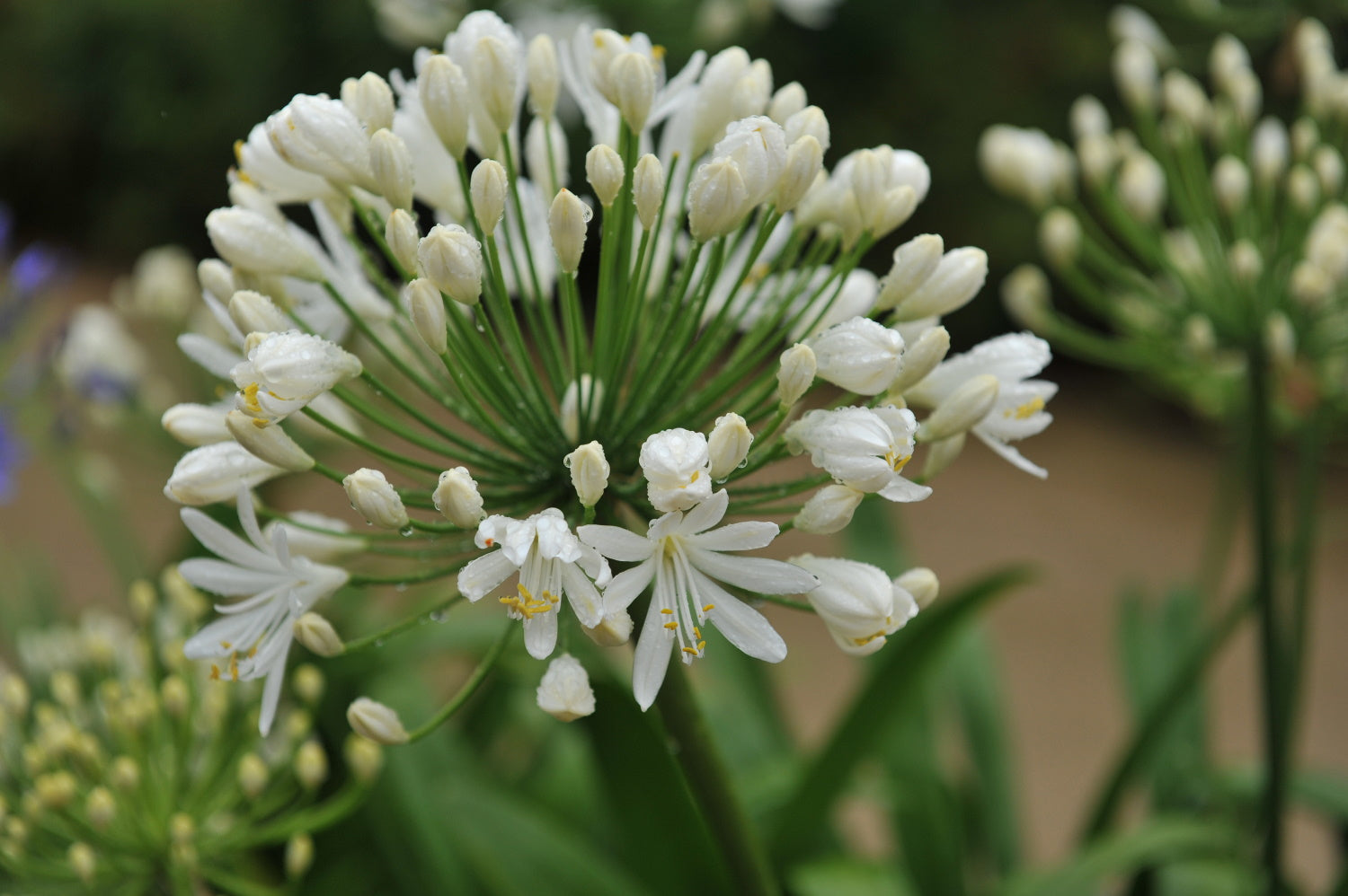 Agapanthus umbellatus ‘Alba’