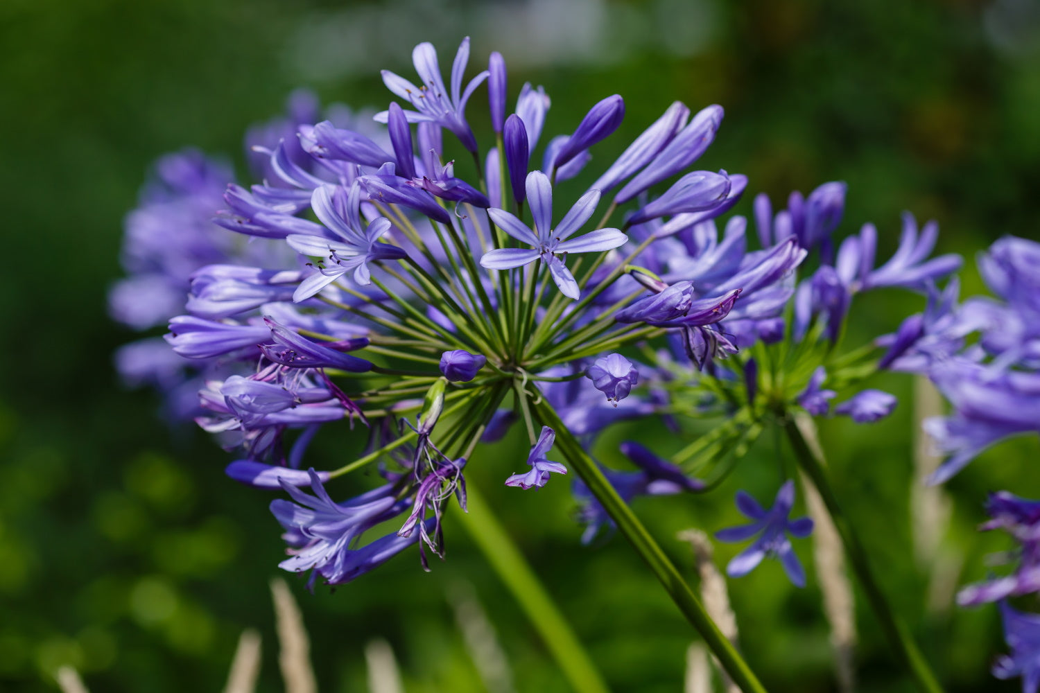 Agapanthus umbellatus ovatus
