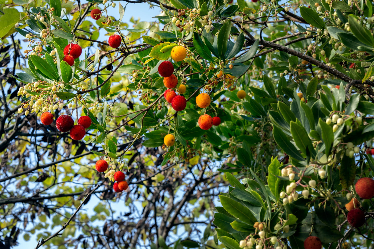 Arandel Tree Arbutus unedo / Strawberry tree – Arundel Arboretum
