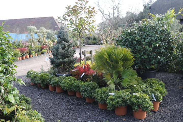 Evergreen shrubs to consider for a hedge