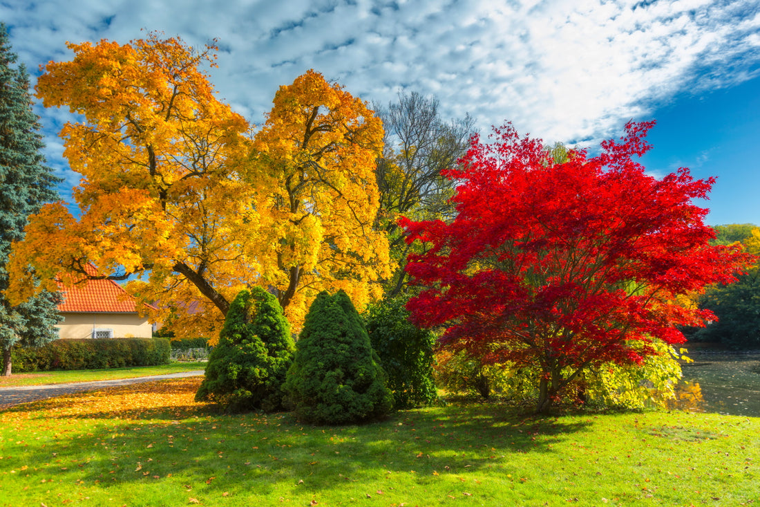 5 Deciduous Trees with Autumn Colours
