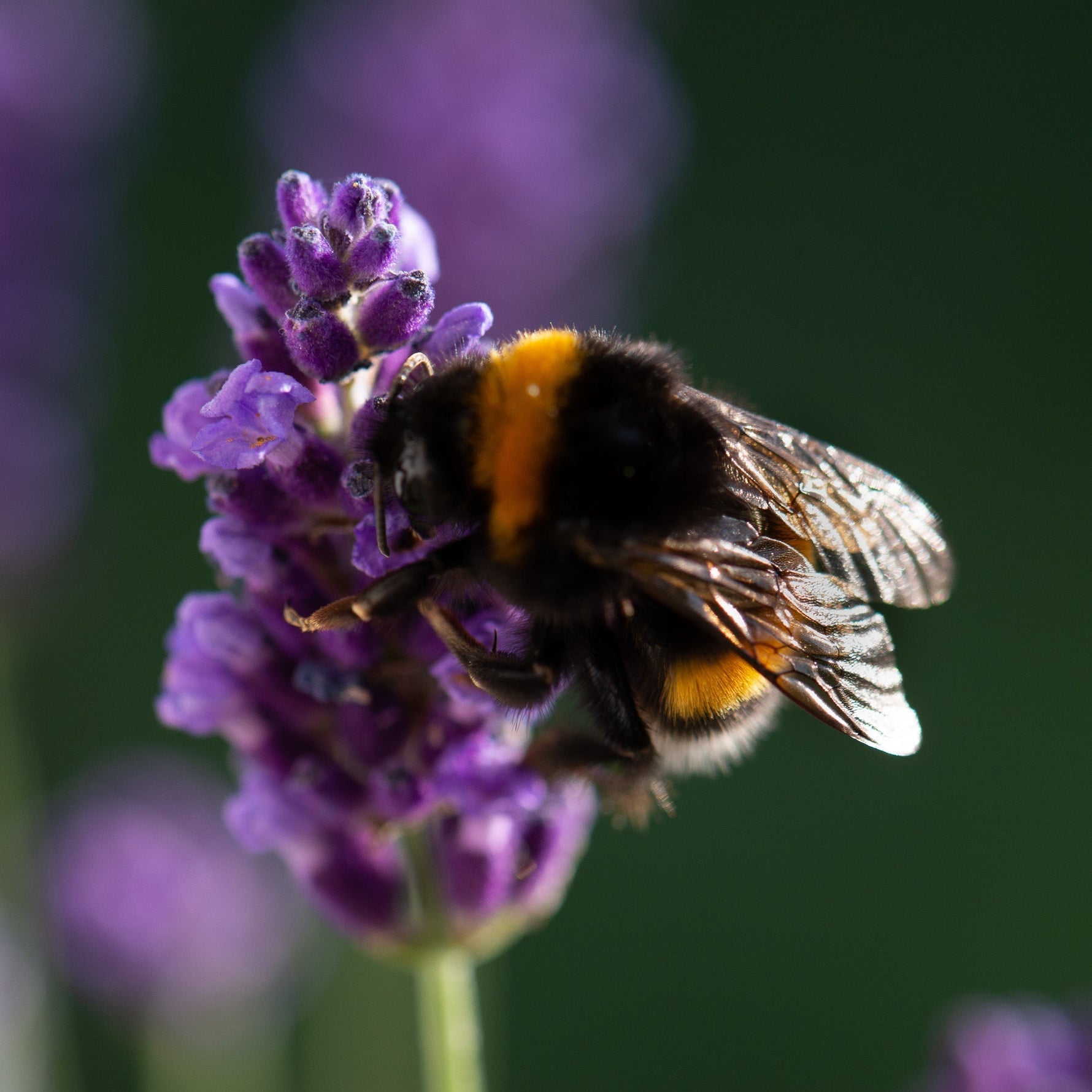 Best Trees & Shrubs for Pollinators and Wildlife