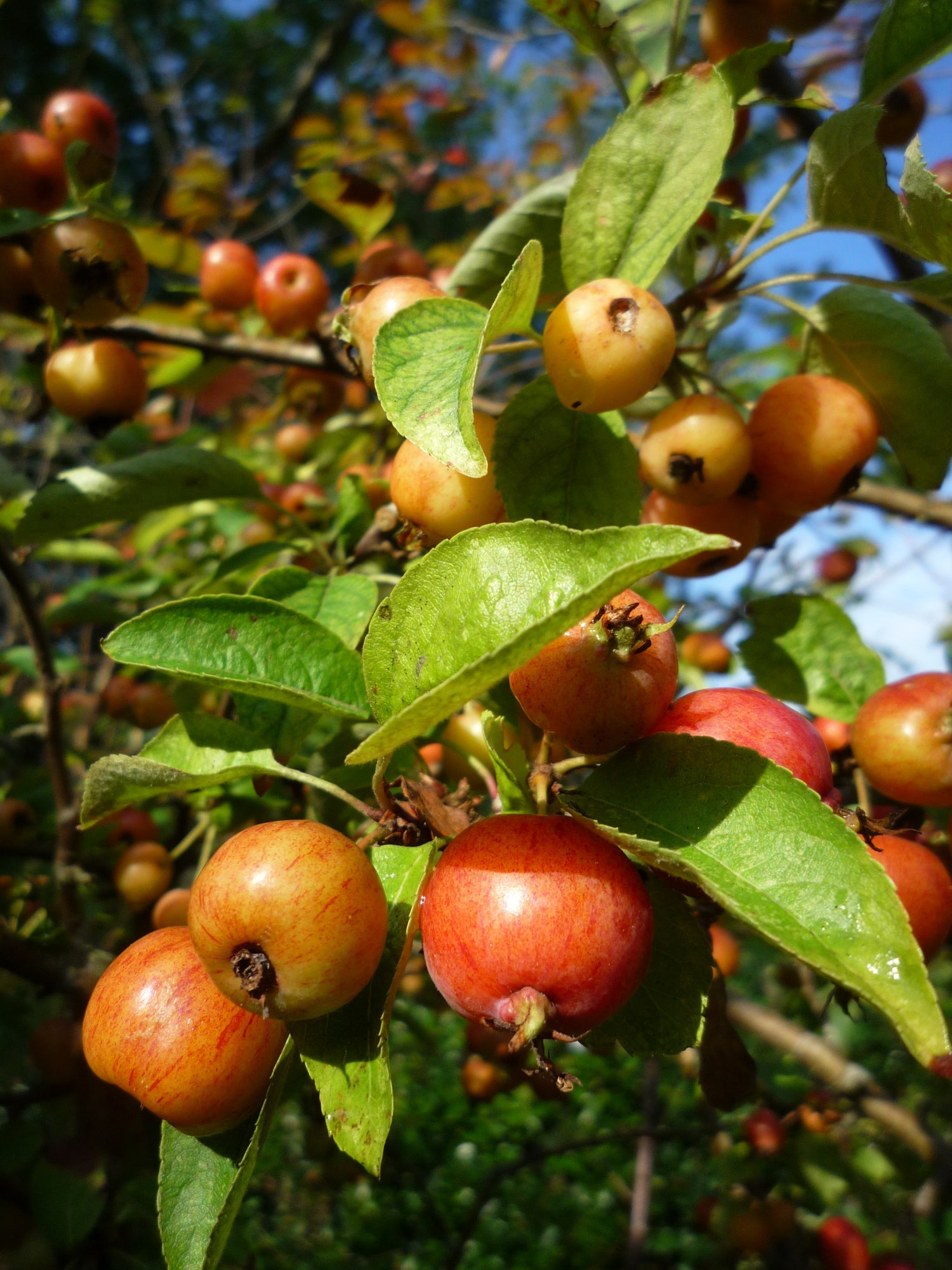 A Guide on Buying a Garden Tree