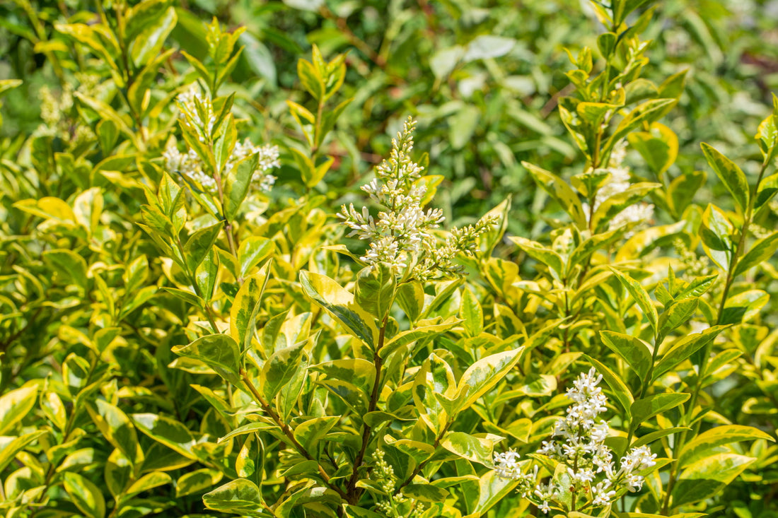 Ligustrum japonicum lucidum ‘Excelsum Superbum’ / Variegated Chinese Privet