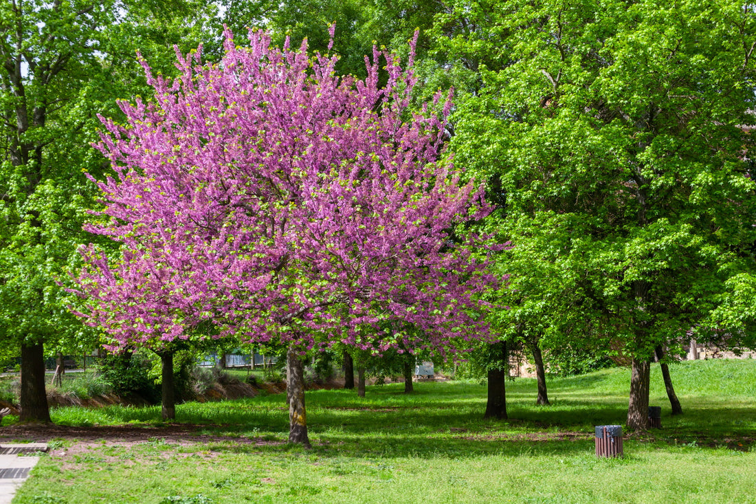 Cercis reniformis ‘Oklahoma’ / Oklahoma Red Bud