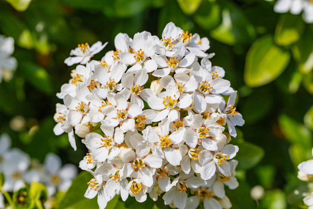 Choisya ternata / Mexican Orange Blossom