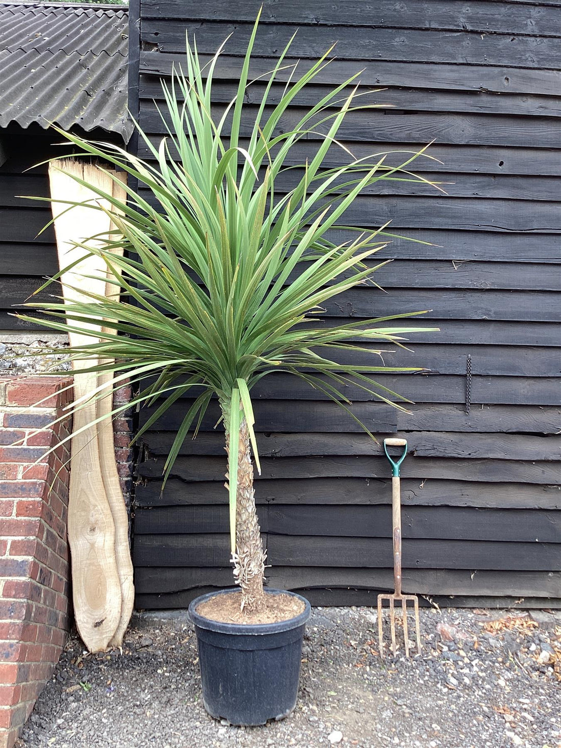 Cordyline australis – Cabbage Palm Tree