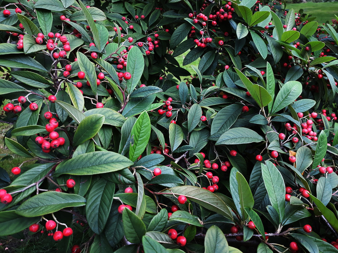 Cotoneaster ‘Cornubia’