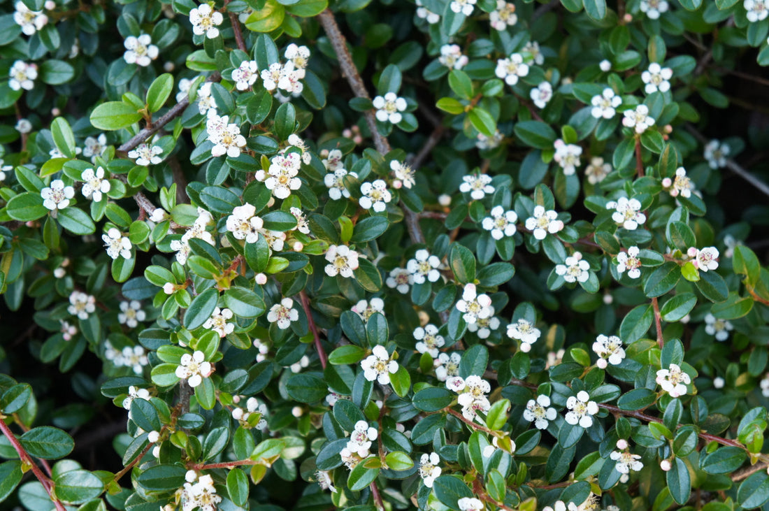 Cotoneaster salicifolius ‘Rothschildianus’