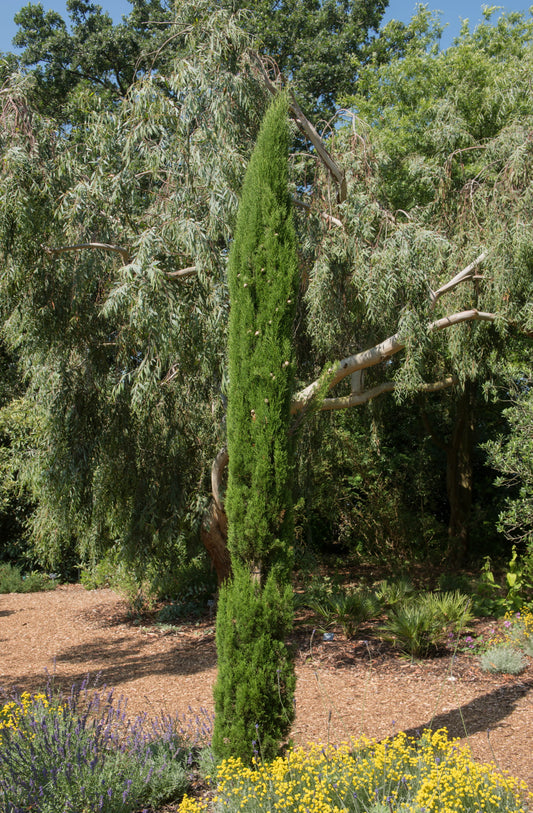 Cupressus sempervirens Totem / Italian Pencil Cypress