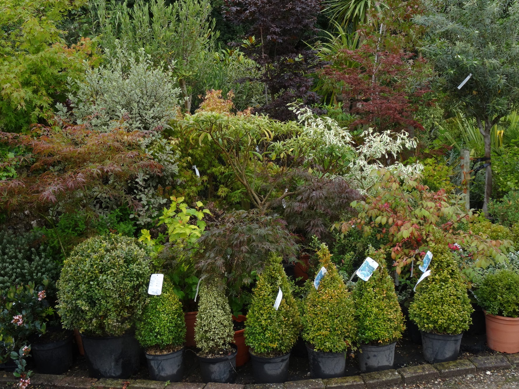 Shrubs to create an instant garden from our shrub nursery