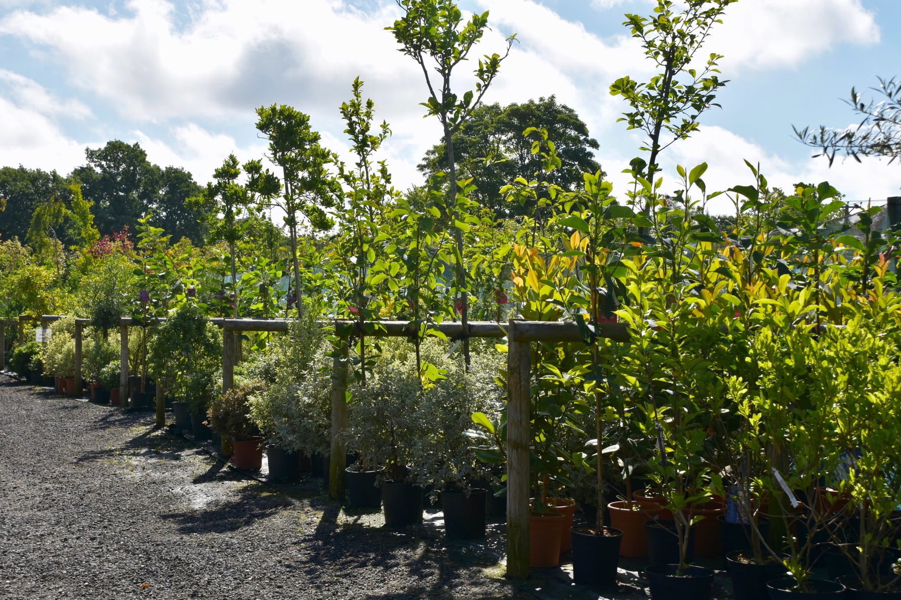 Fast growing shrubs for privacy