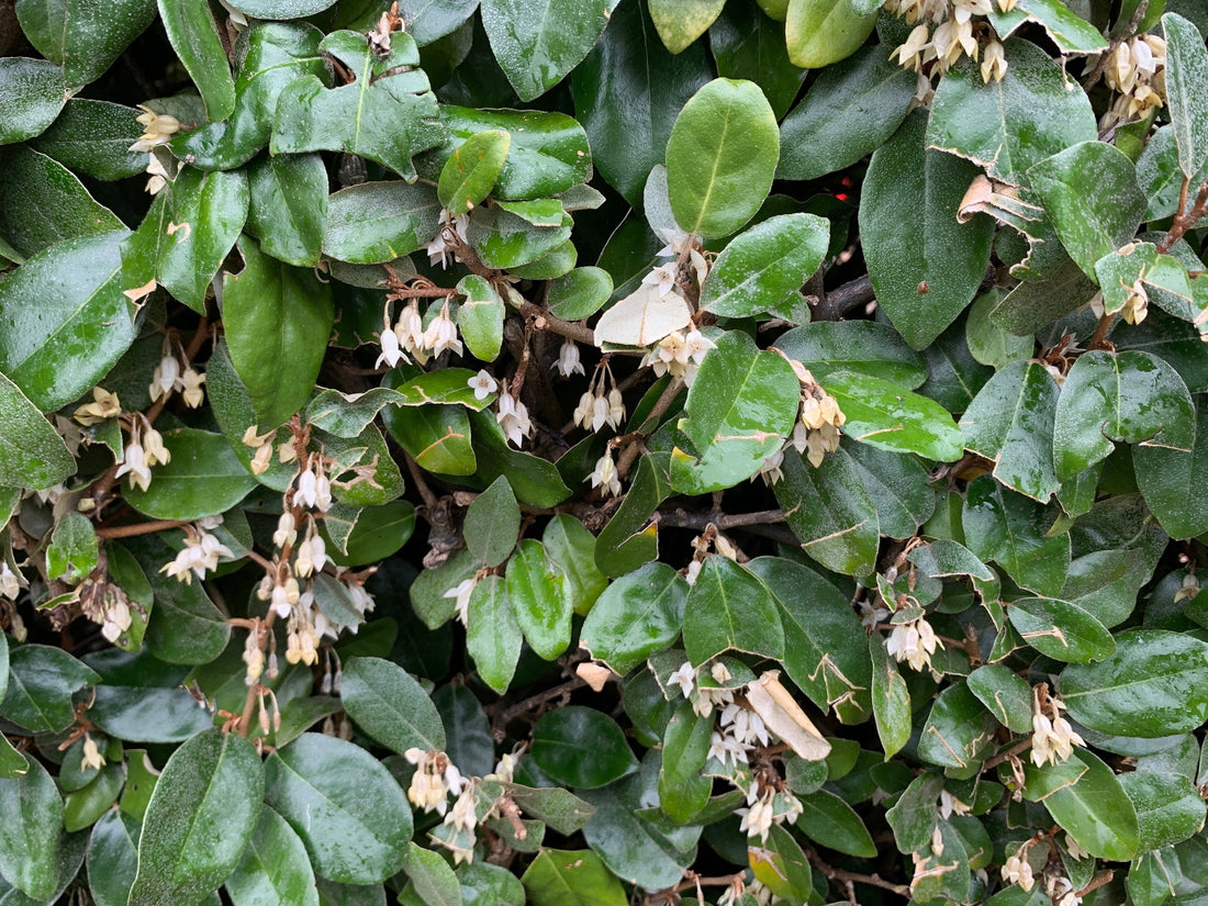 Elaeagnus x ebbingei (Ebbinge’s Silverberry)