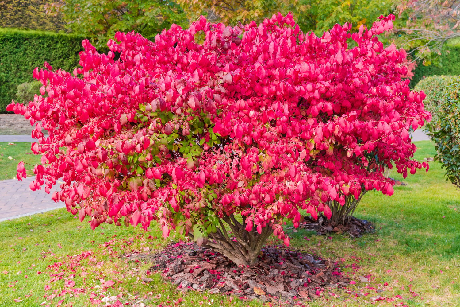 Euonymus alatus ‘Compactus’