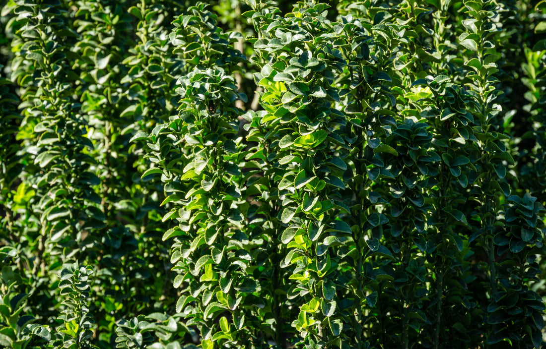 Euonymus japonicus ‘Susan’