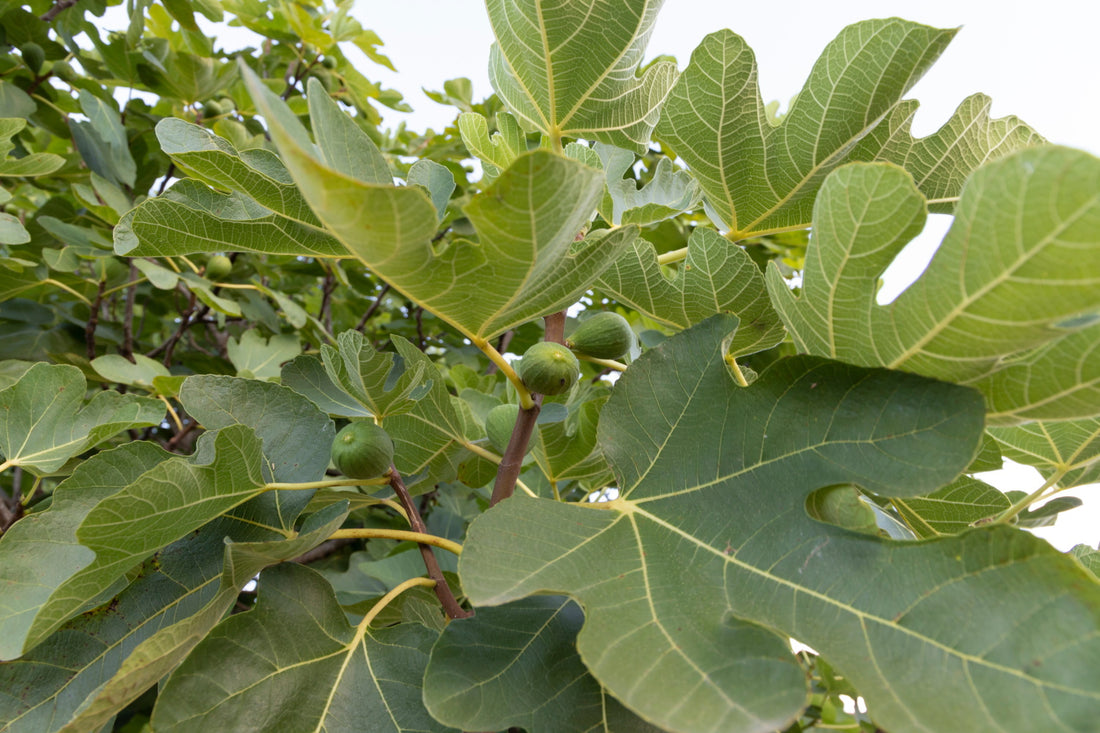 Ficus / Fig