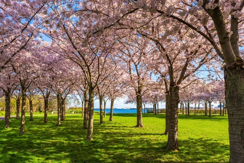 Bring Your Garden to Life with Flowering Trees for Every Season