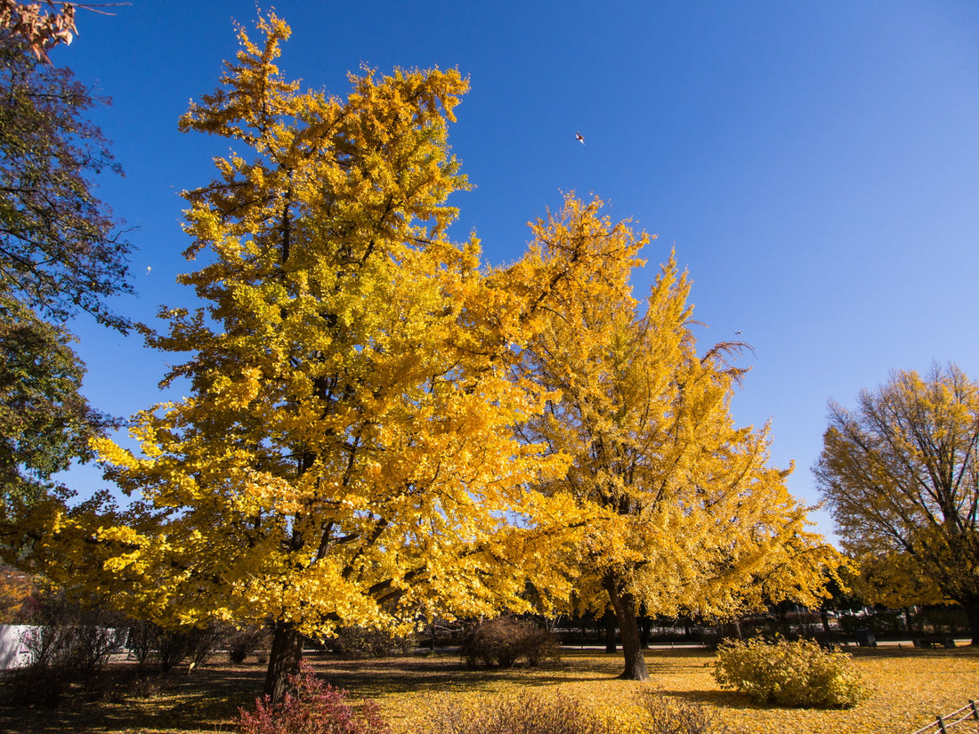 Orendel Tree Ginkgo biloba / Maidenhair Tree – Arundel Arboretum